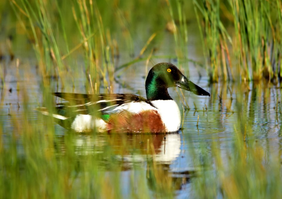Northern shoveler at Seedskadee National Wildlife Refuge