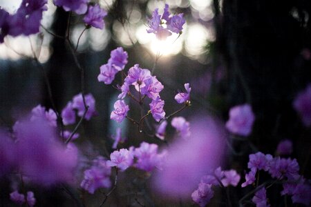 Spring flowers flowers pink flower