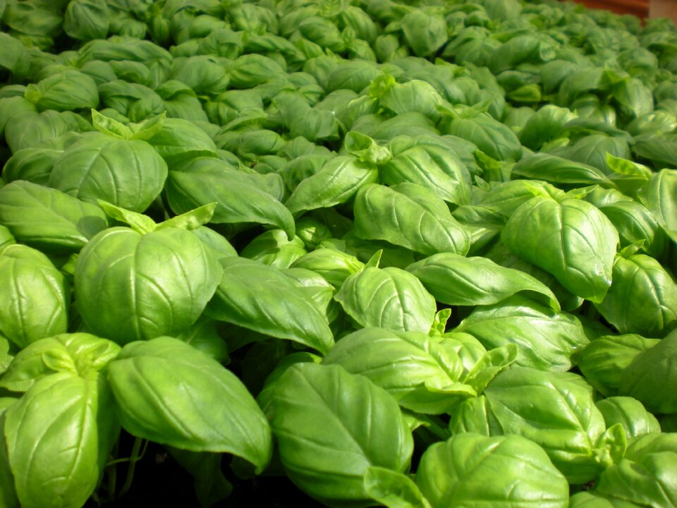 Garden green vegetable garden