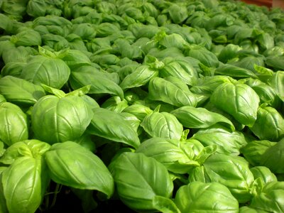 Garden green vegetable garden