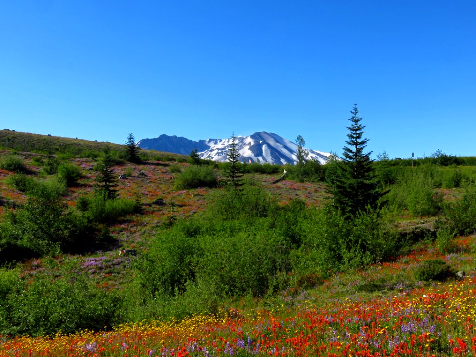 Wildflowers at Mt. St. Helens NM in Washington