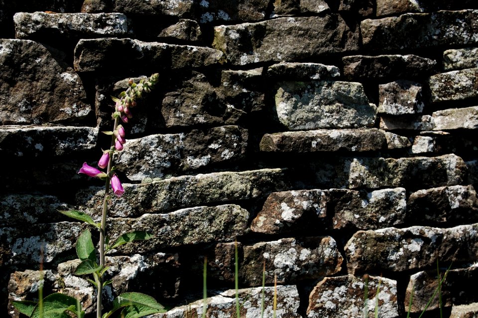Foxglove