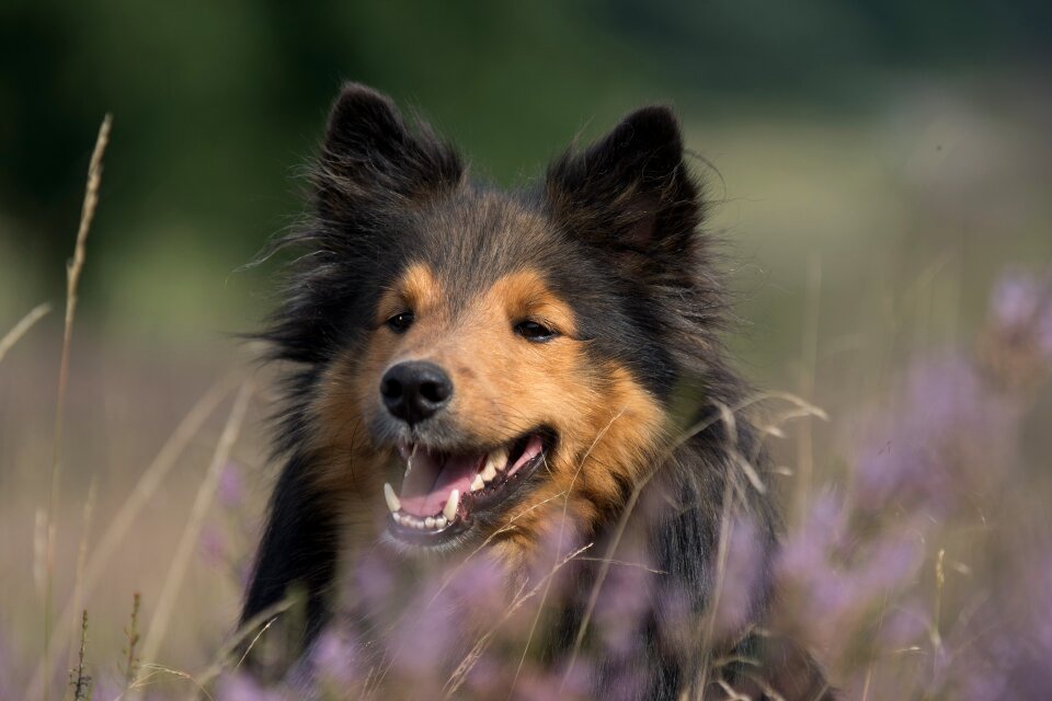 Sheltie animal portrait close up