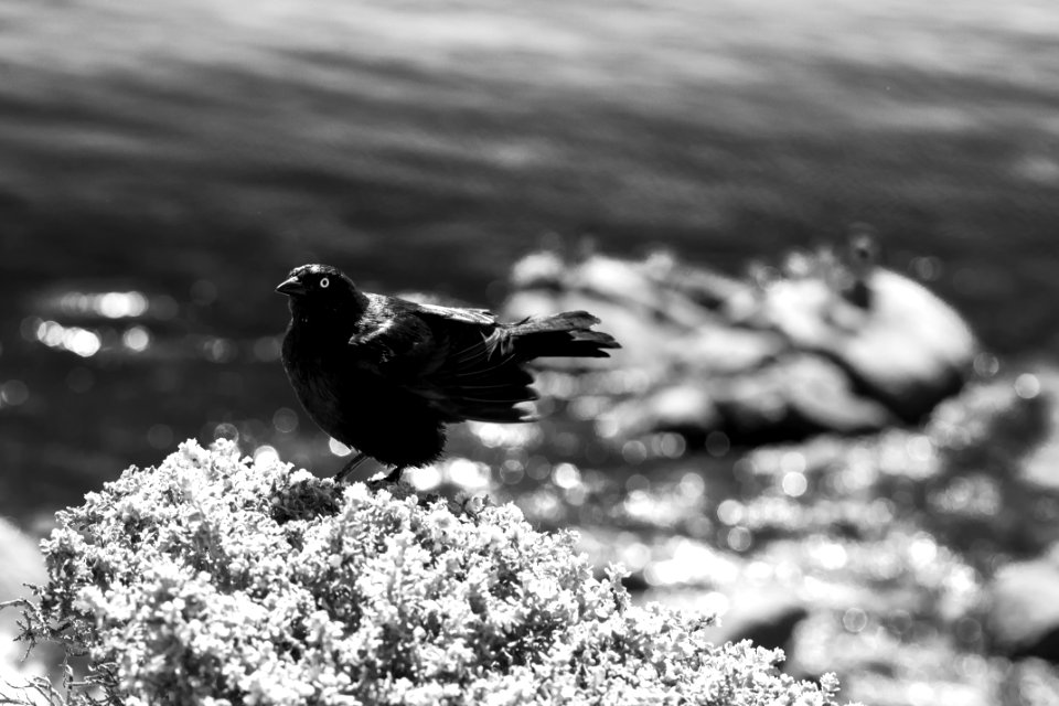 Bird @ Monterey's Cannery Row