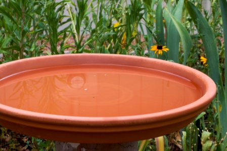 If I Can Have a Hot Tub So Can the Birds