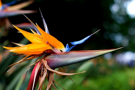 Bird as in Paradise