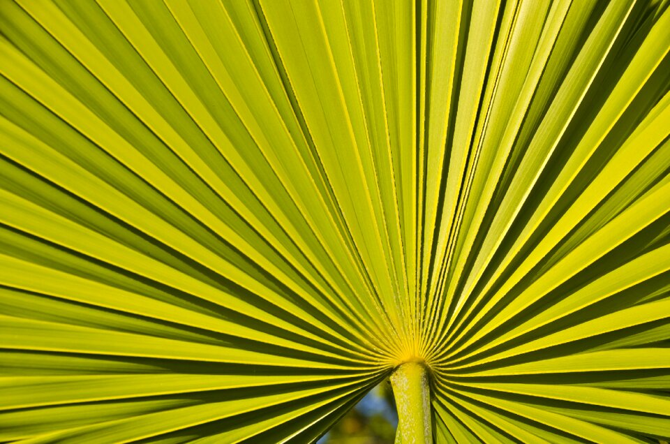 Green natural leaf photo