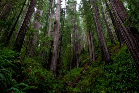 Headwaters Forest Reserve