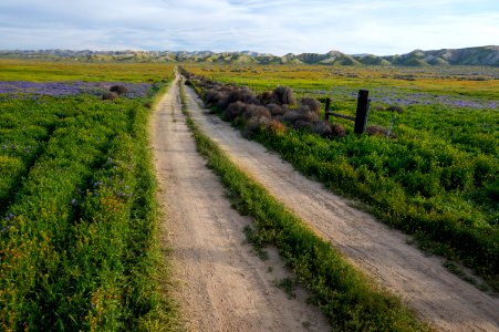 April 2019 Wildflowers at Carrizo Plain National Monument