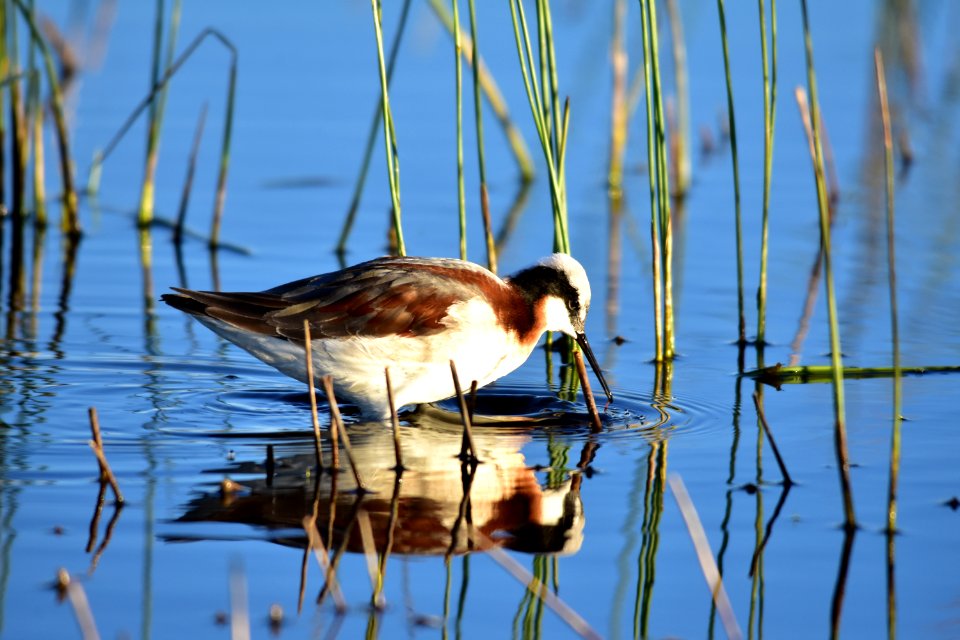 Wilson's phalarope at Seedskadee National Wildlife Refuge