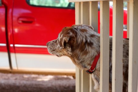 Did Someone Say "Ride"?