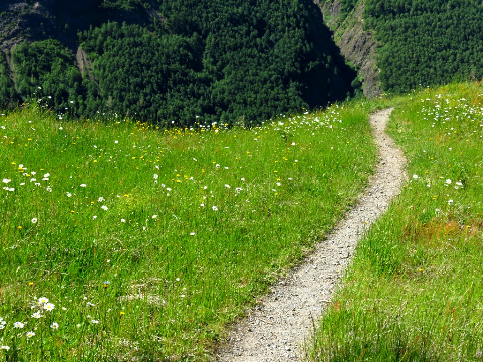 Wildflowers on Coldwater Lake Trail at Mt. St. Helens NM in Washington