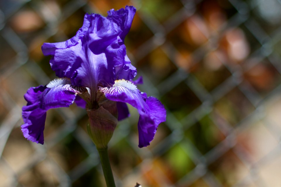 Opening Along the Fence Line
