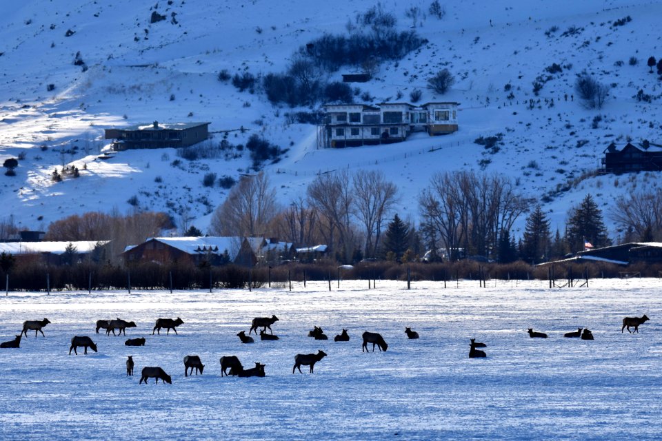 National Elk Refuge