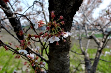 Spring in Korea photo