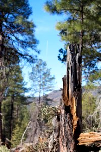 Pine/Strawberry Trails Workday