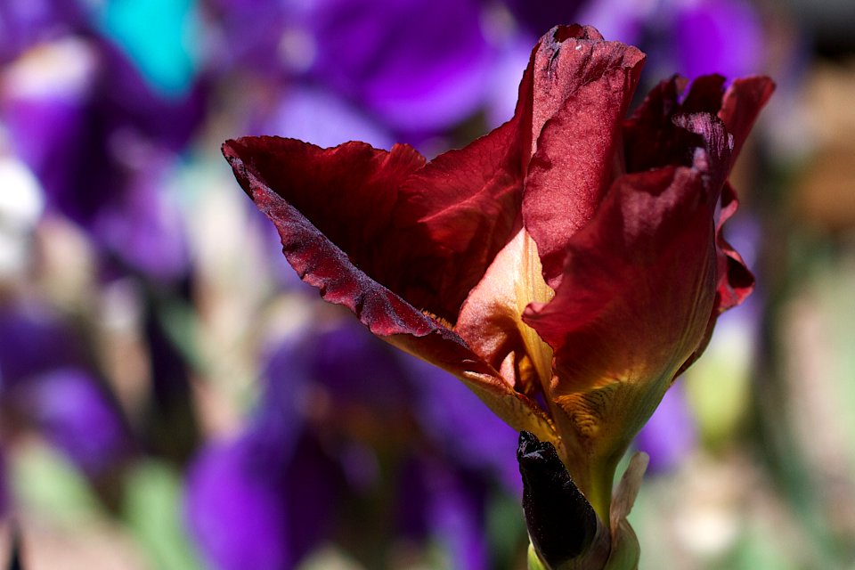 2015/365/131 Crimson Folds