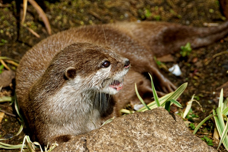 Oriental Small-clawed Otter, Marwell Zoo