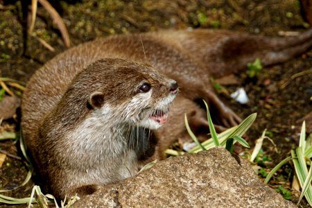 Oriental Small-clawed Otter, Marwell Zoo