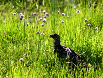 Greater sage-grouse at Arapaho National Wildlife Refuge