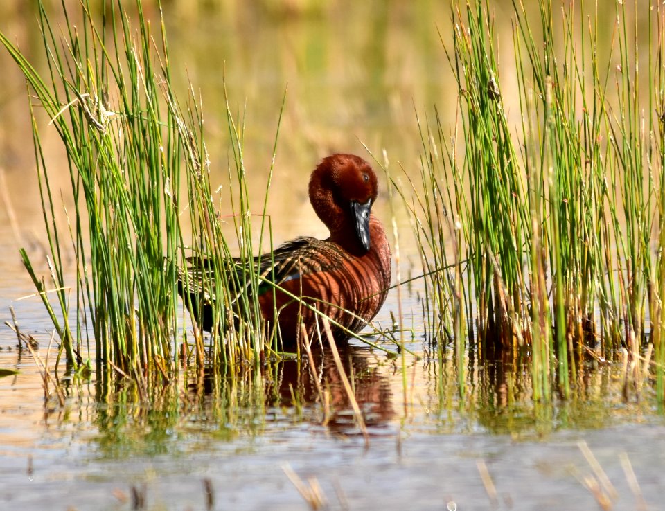 Cinnamon teal at Seedskadee National Wildlife Refuge