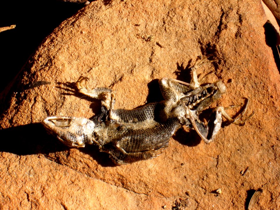 Bad Day for a Lizard