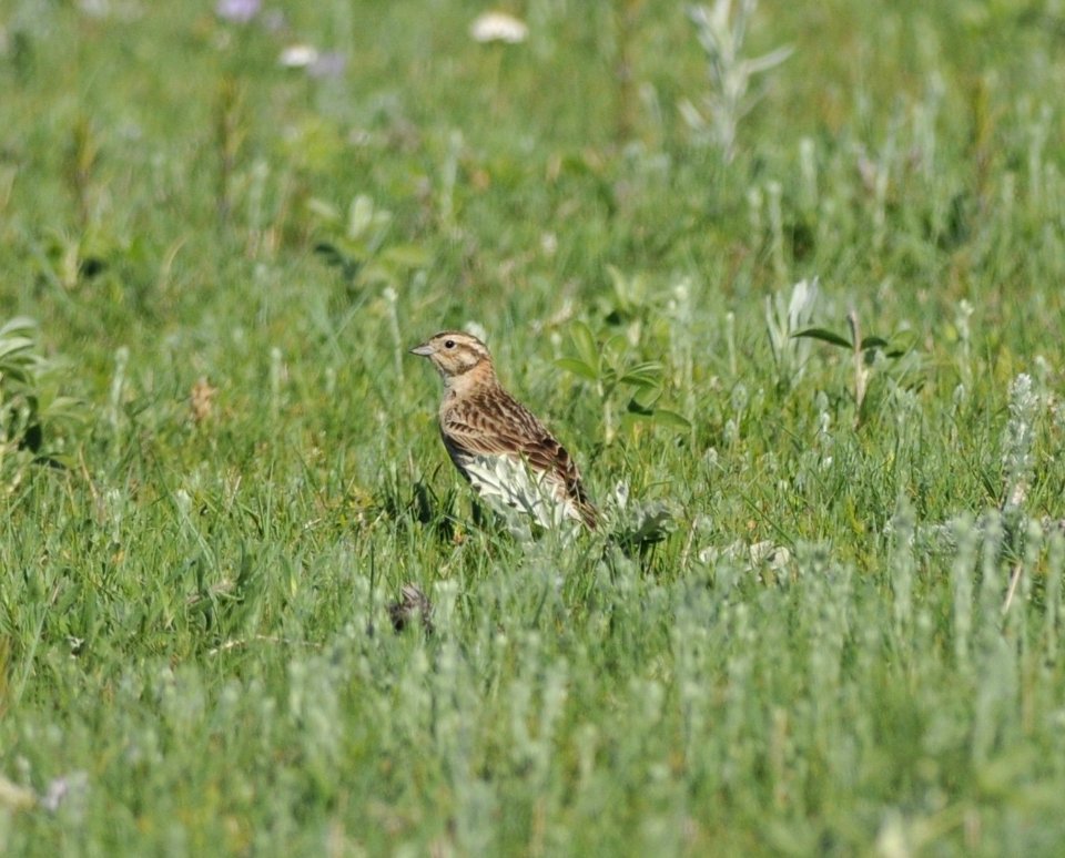 Chestnut-collared Longspur (female), Scott Somershoe 1