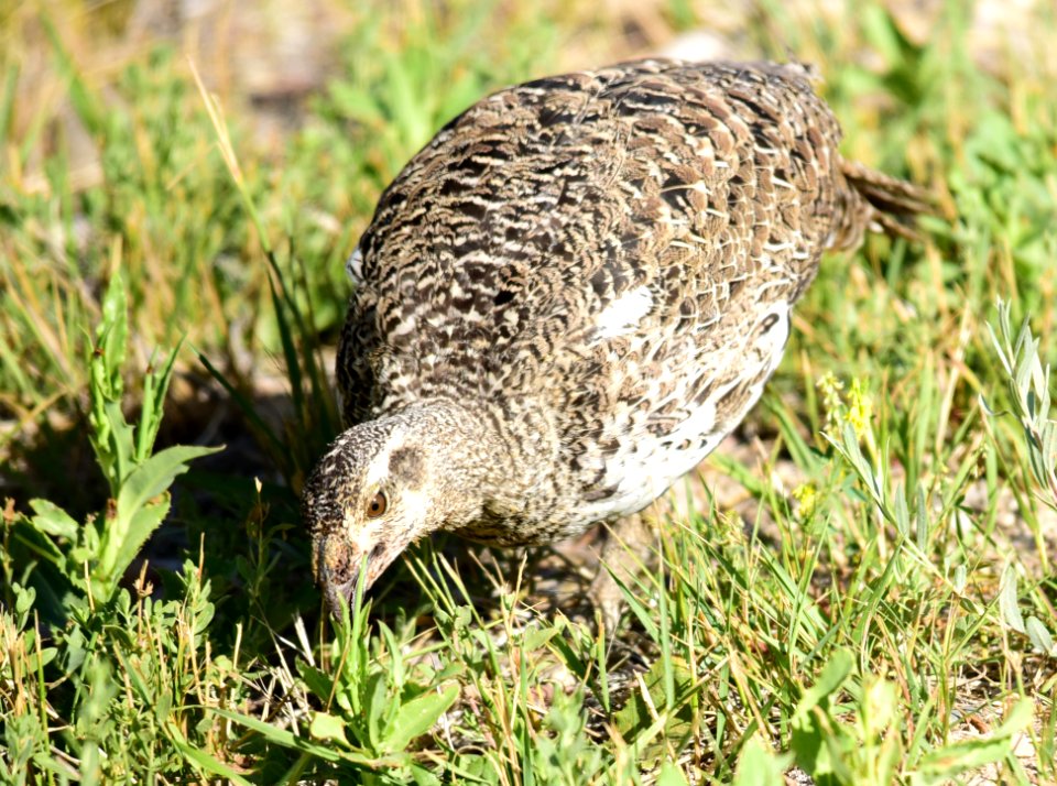 Greater sage-grouse at Seedskadee National Wildlife Refuge