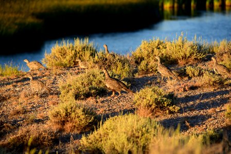Greater sage-grouse at Seedskadee National Wildlife Refuge