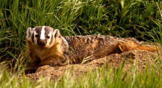 WINNER: Badger in Panoche Hills in Central Coast Field Office