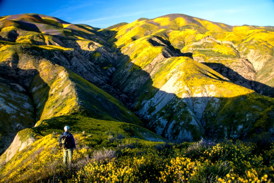 Super Bloom 2017 at Carrizo Plain National Monument