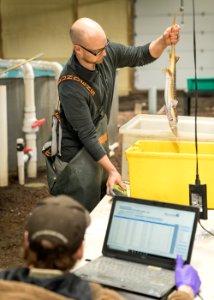 Tagging shovelnose sturgeon photo