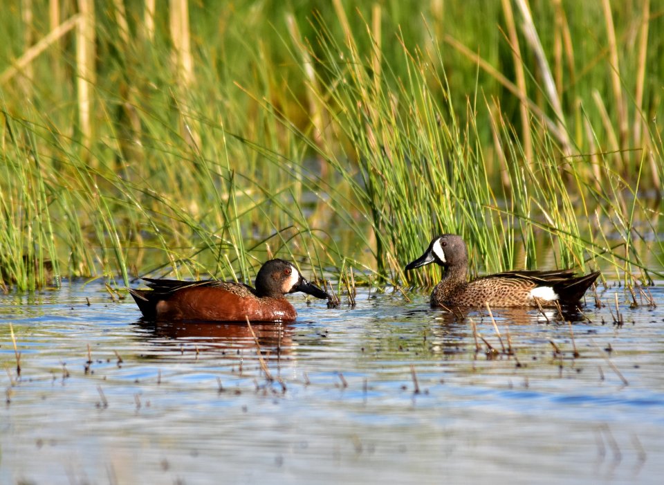 Cinnamon X blue-winged teal cross at Seedskadee National Wildlife Refuge