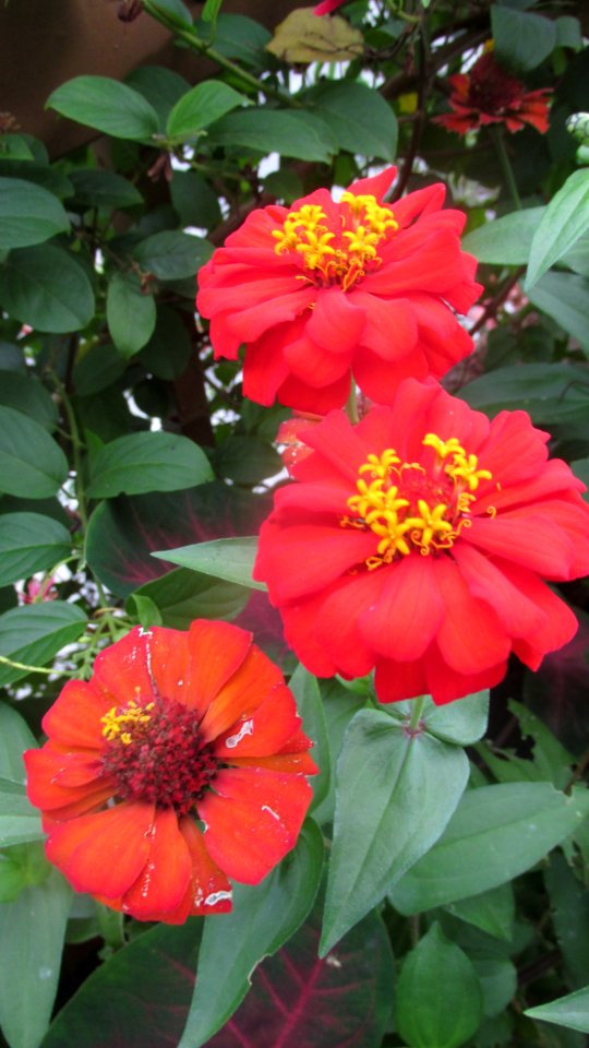 Imagem 024