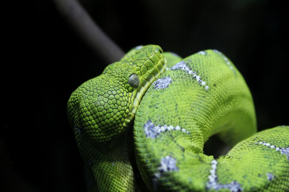 Wild green poison
