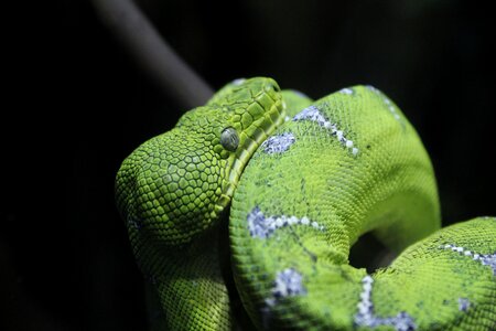 Wild green poison