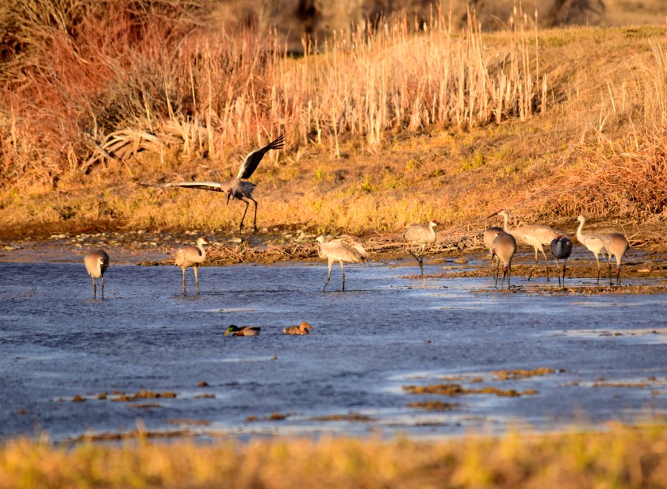 Sandhill cranes at Seedskadee National Wildlife Refuge