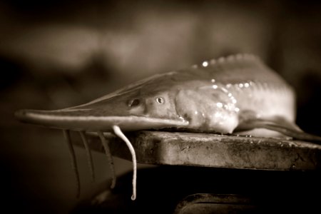 Shovelnose sturgeon barbels photo