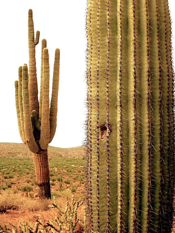 Two Cacti