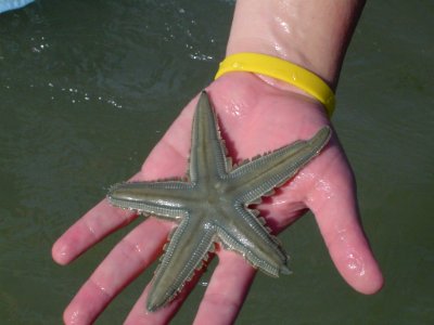 Estrela do Mar (sea star)