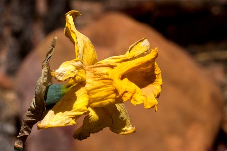 Tired Daffodil photo