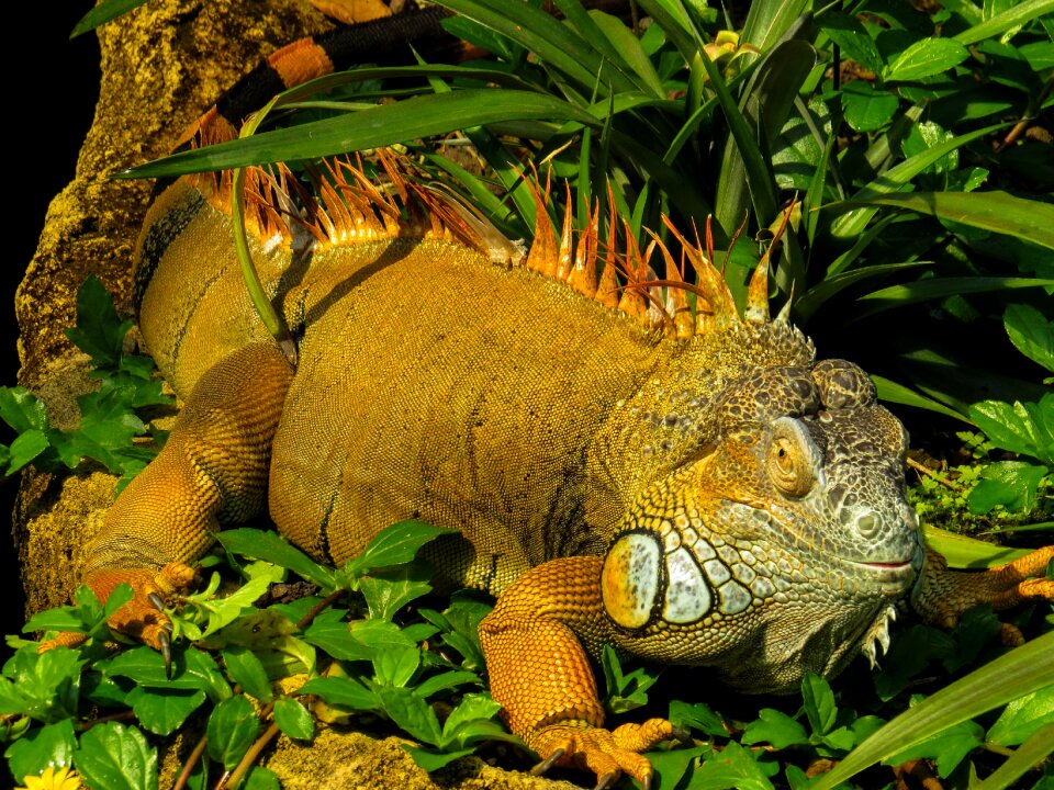 Lizard scaly dragon