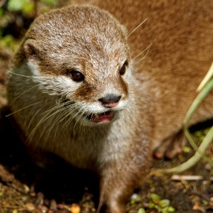 Oriental Small-clawed Otter, Marwell Zoo