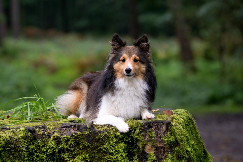 Sheltie animal portrait close up