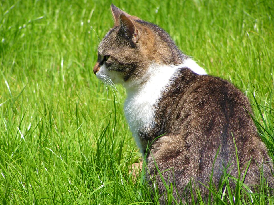 Animals fluffy cat pet
