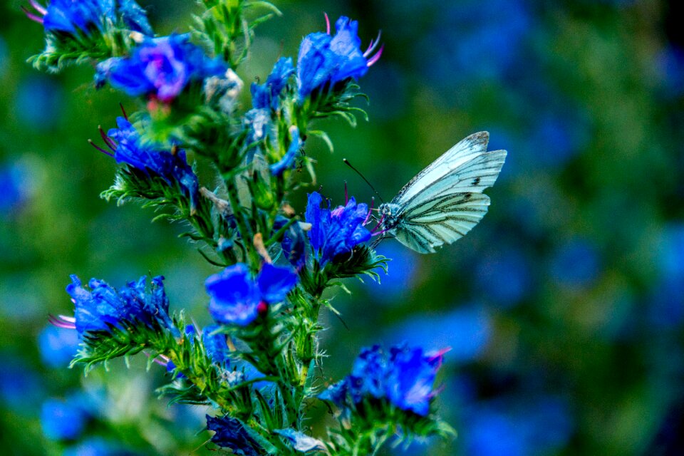 Summer close up wing
