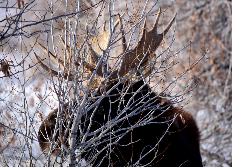 Moose at Seedskadee National Wildlife Refuge