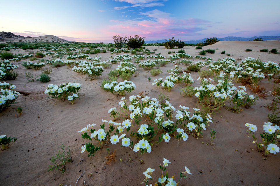 Cadiz Dunes Wilderness