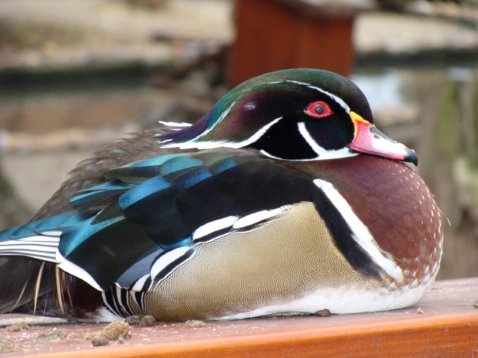 Duck bird color ornamental poultry