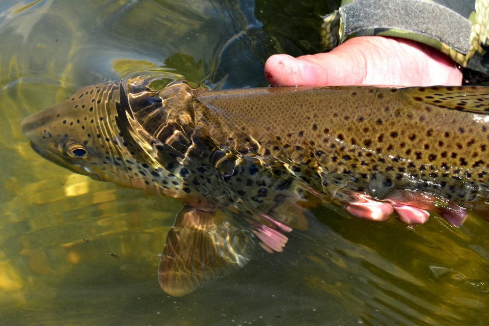 Brown Trout photo